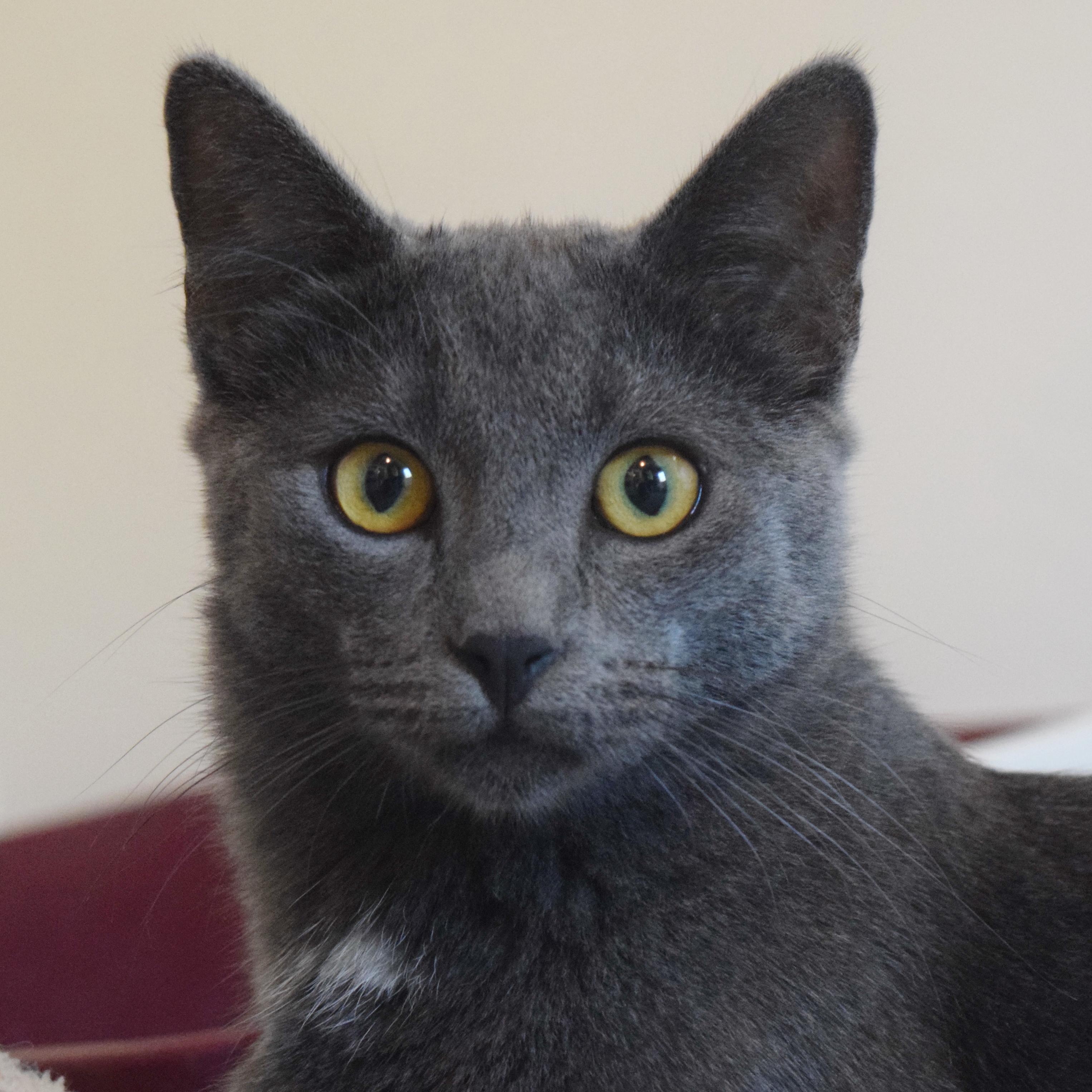 Sky, a Adoptable mixed breed in Bulverde, TX image 1/6