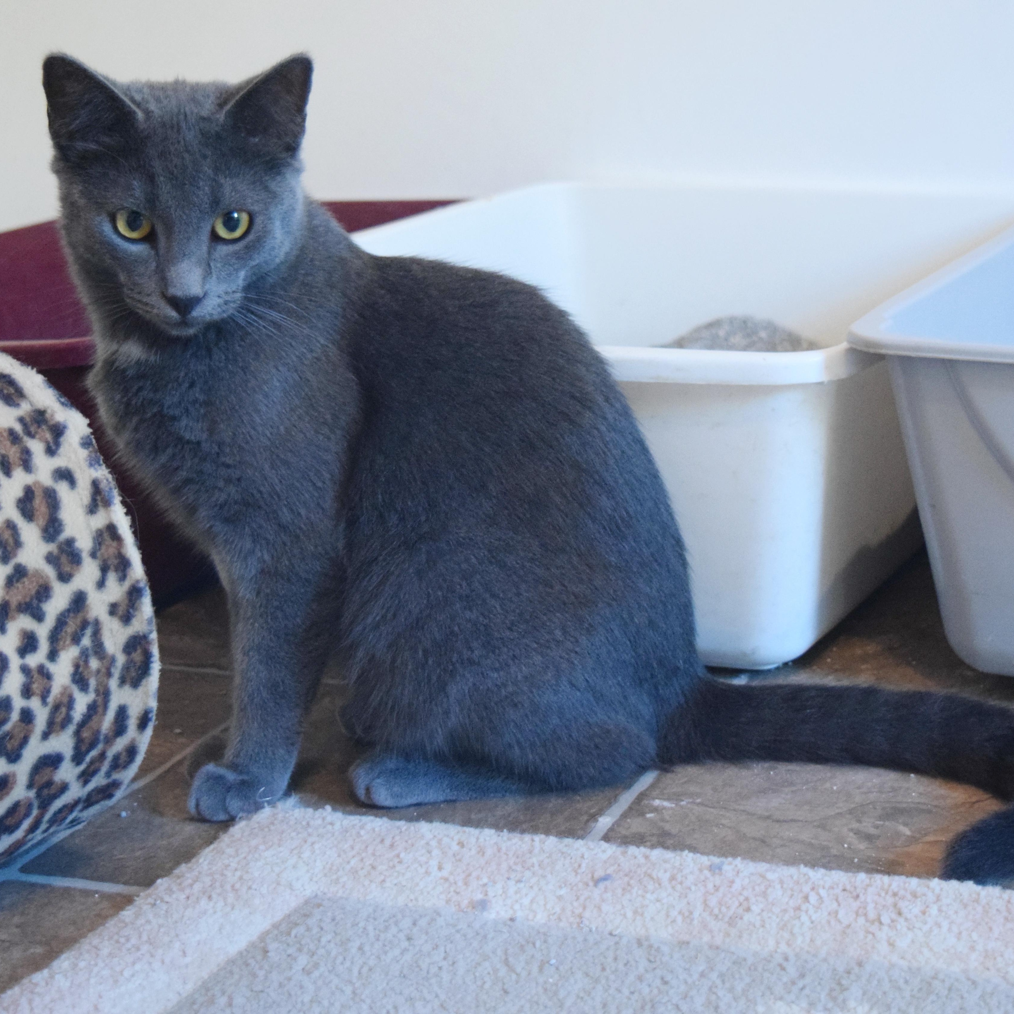 Sky, a Adoptable mixed breed in Bulverde, TX image 3/6