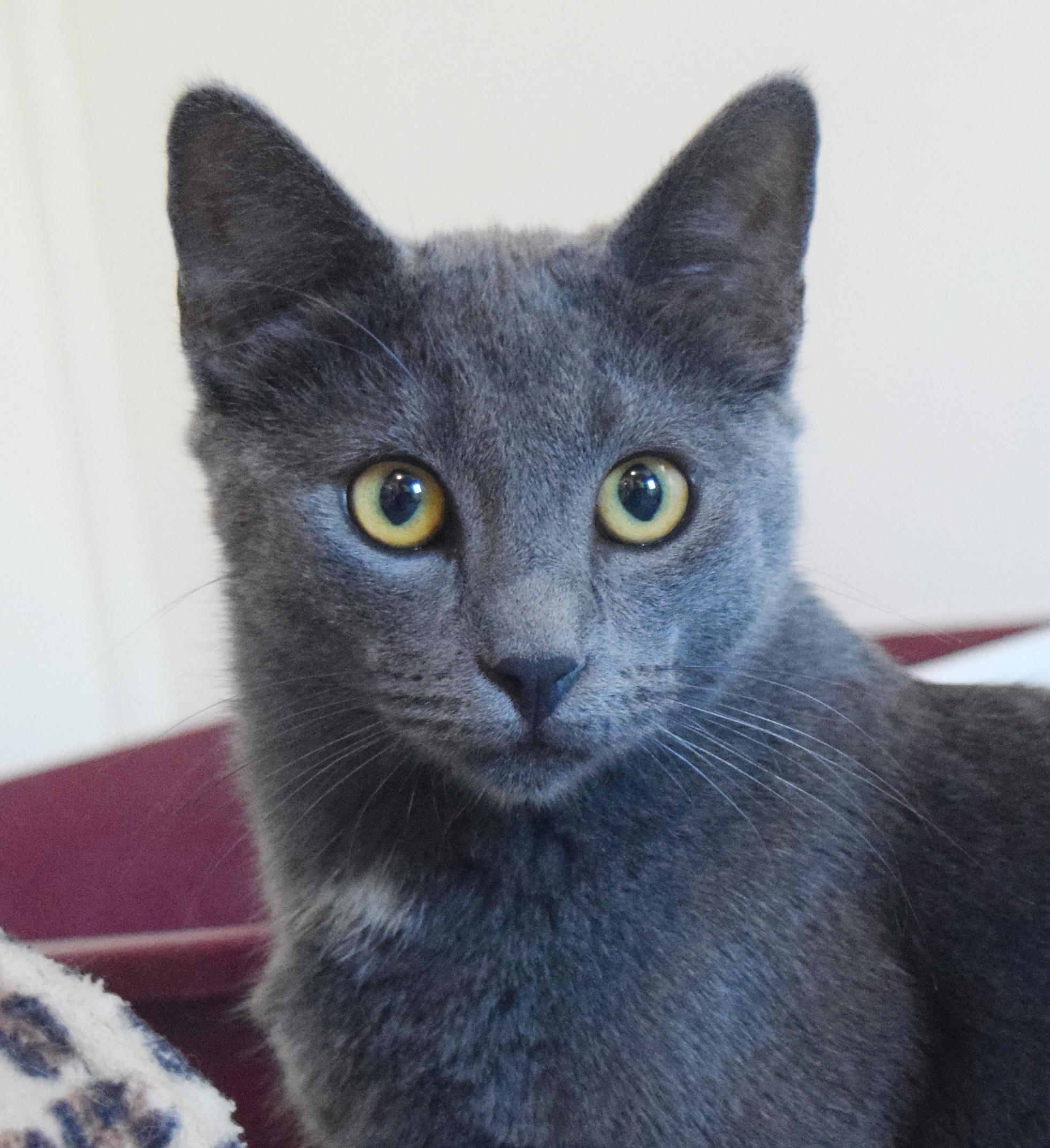 Sky, a Adoptable mixed breed in Bulverde, TX image 4/6