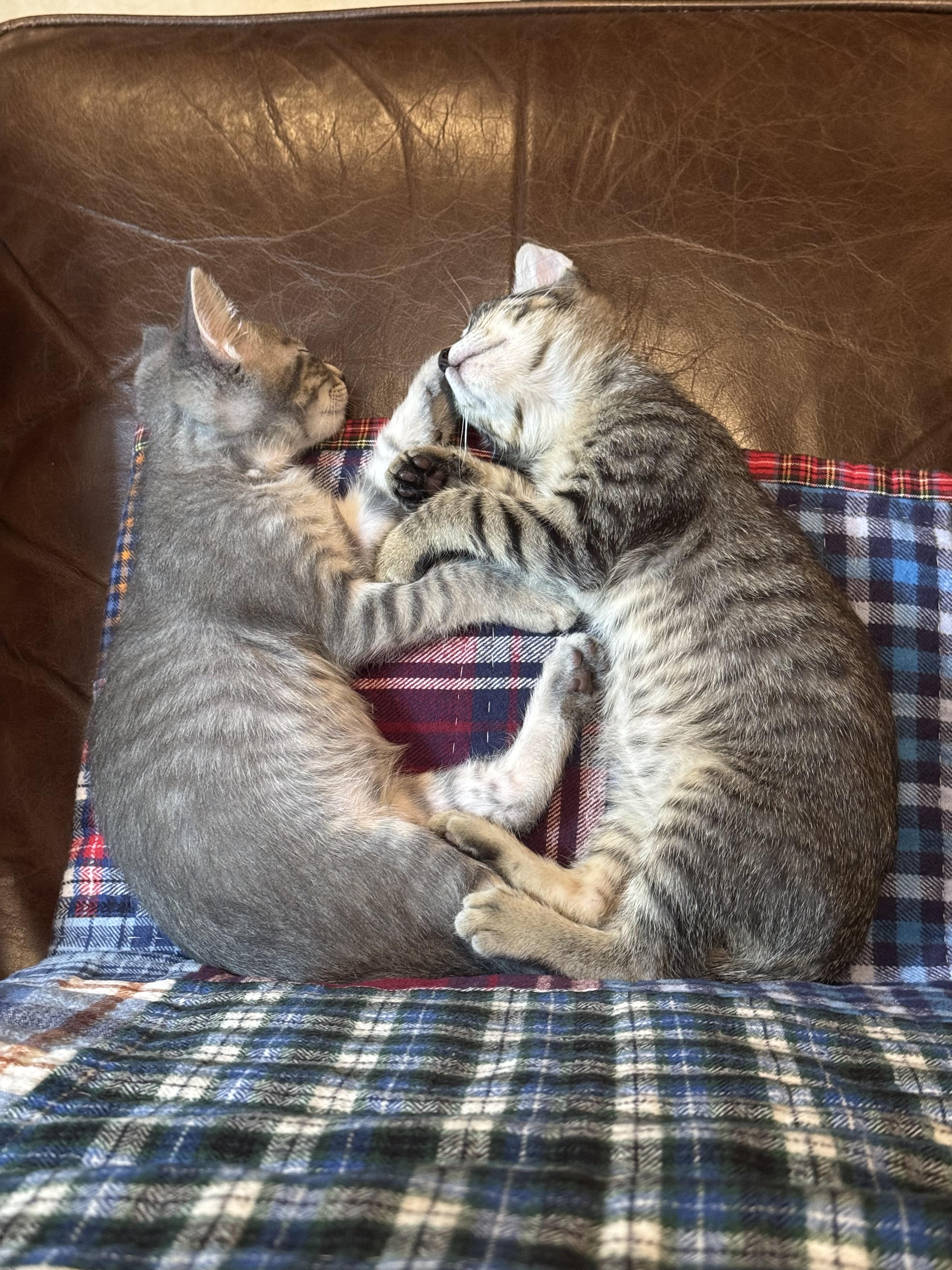 Enlarge Girlie (bonded with Buddy), a Adoptable Domestic Short Hair in Silver Spring , MD image 4/5