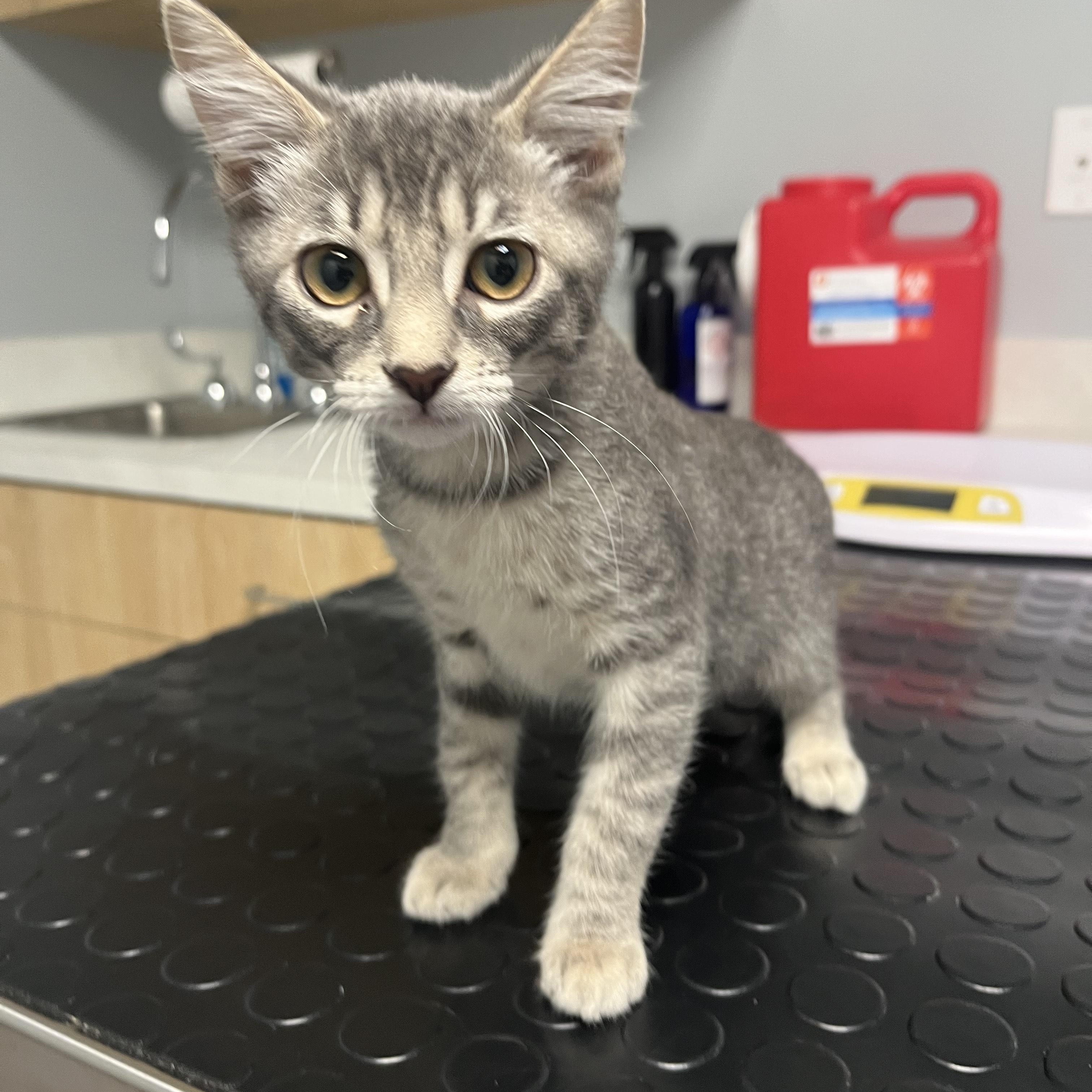 Enlarge Girlie (bonded with Buddy), a Adoptable Domestic Short Hair in Silver Spring , MD image 3/5
