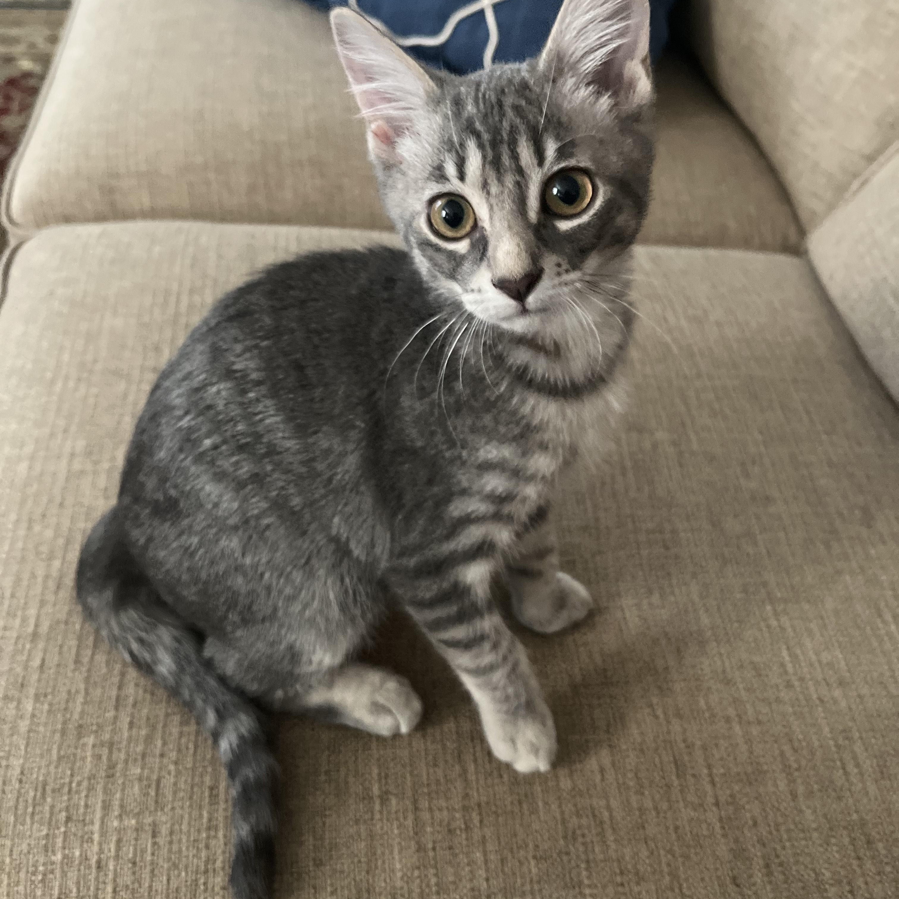 Enlarge Girlie (bonded with Buddy), a Adoptable Domestic Short Hair in Silver Spring , MD image 2/5