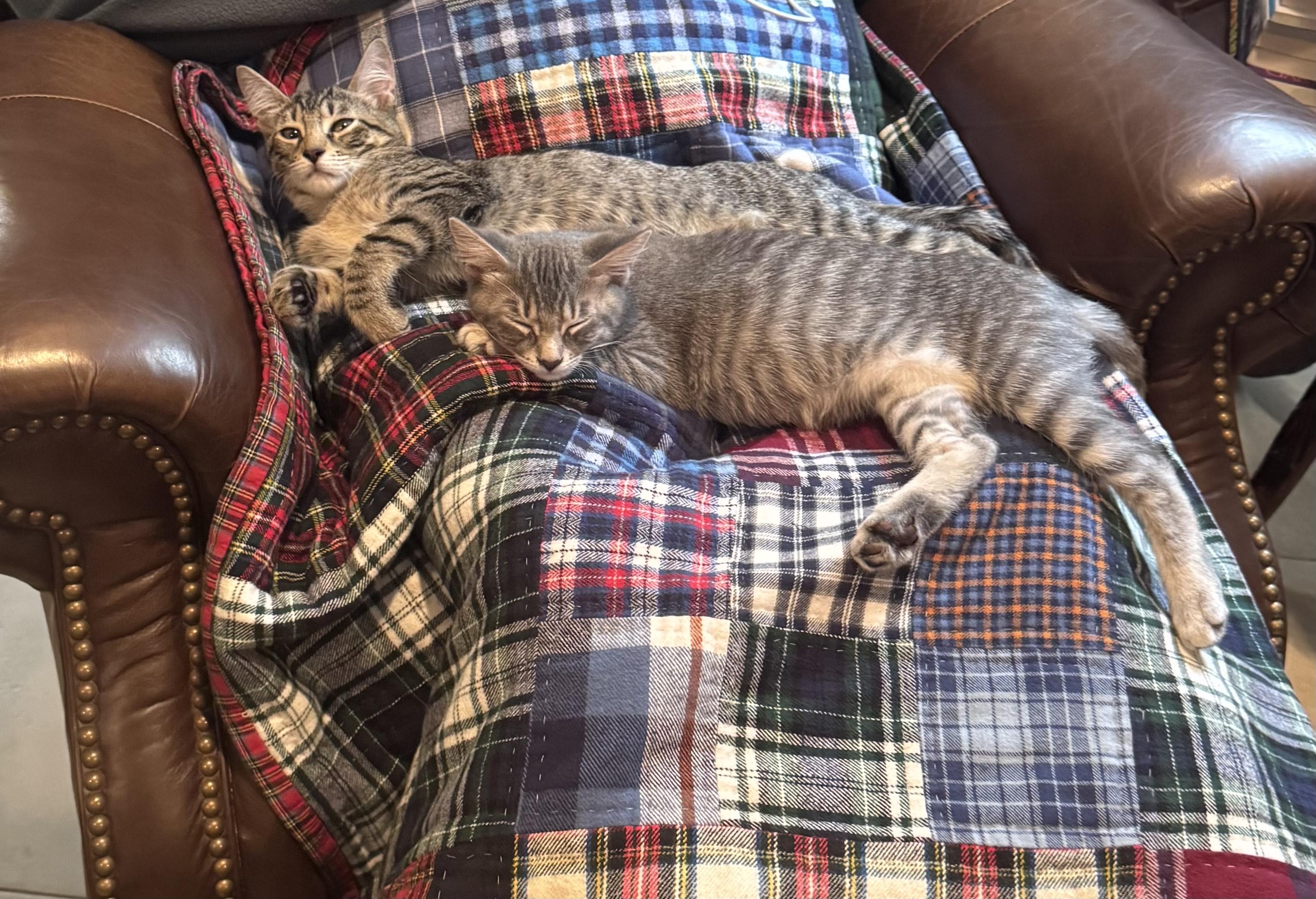 Enlarge Girlie (bonded with Buddy), a Adoptable Domestic Short Hair in Silver Spring , MD image 1/5