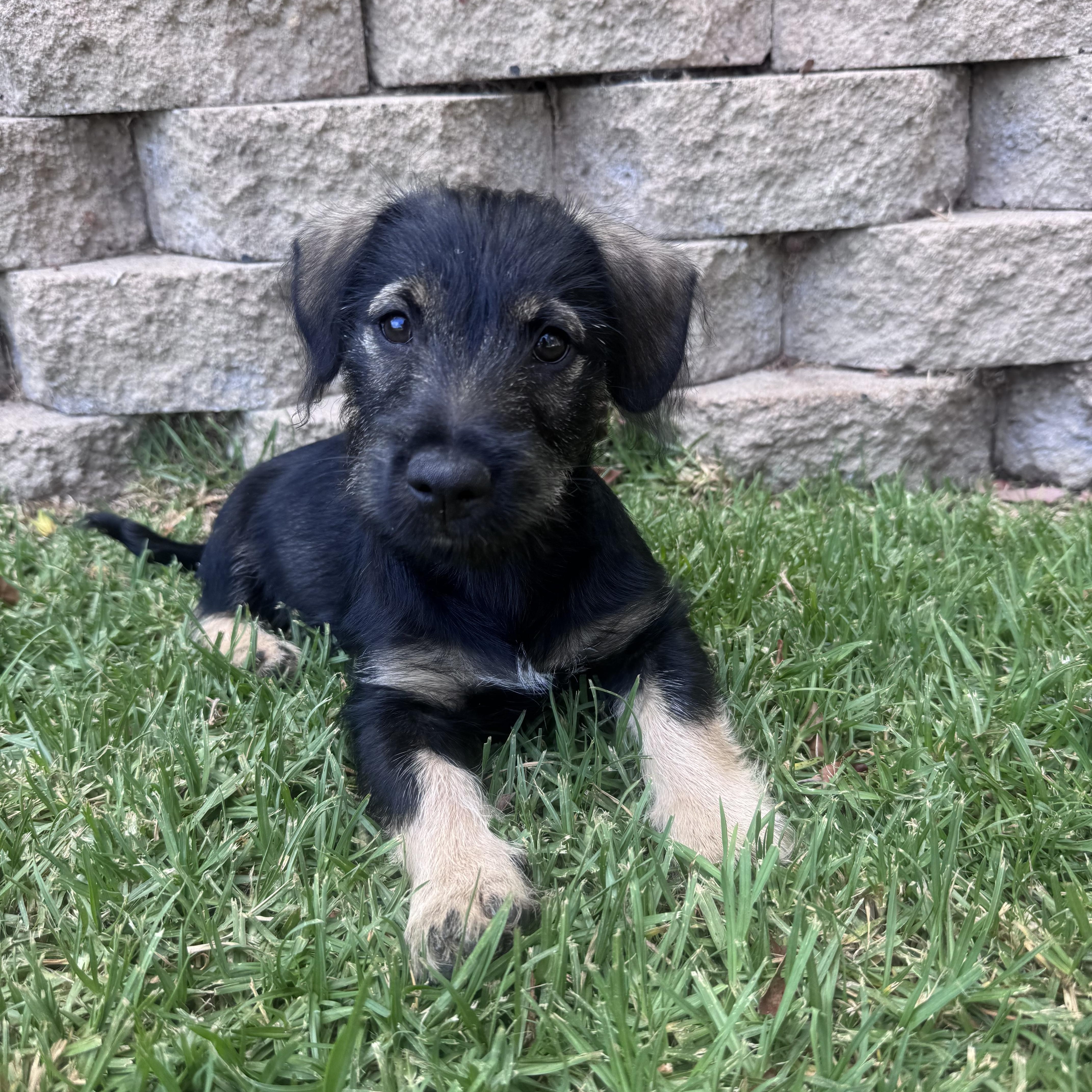 Ruben (R litter), adopted, Puppy Male Border Terrier.