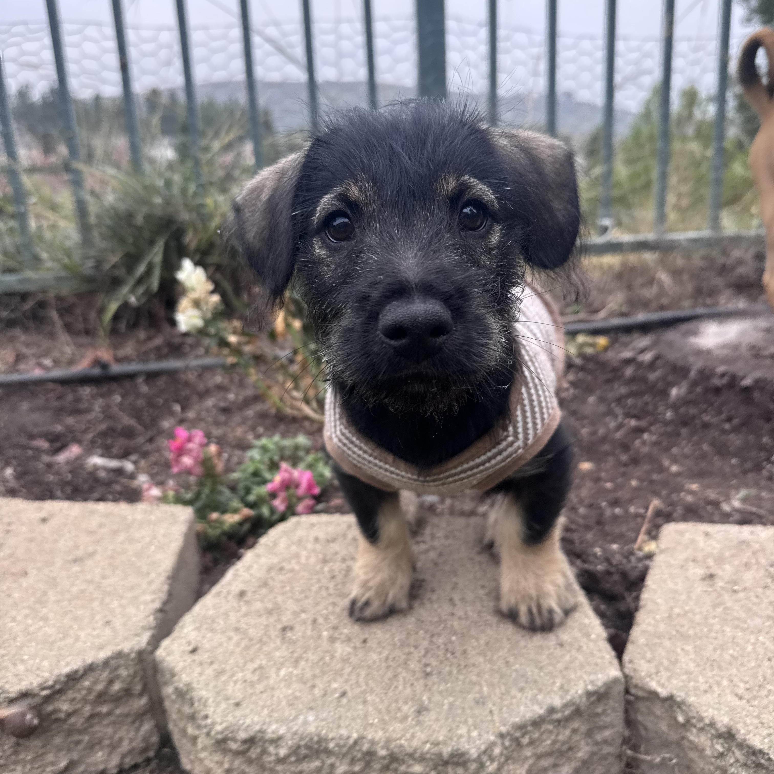 Ruben (R litter), an adopted mixed breed in San Diego, CA image 2/5