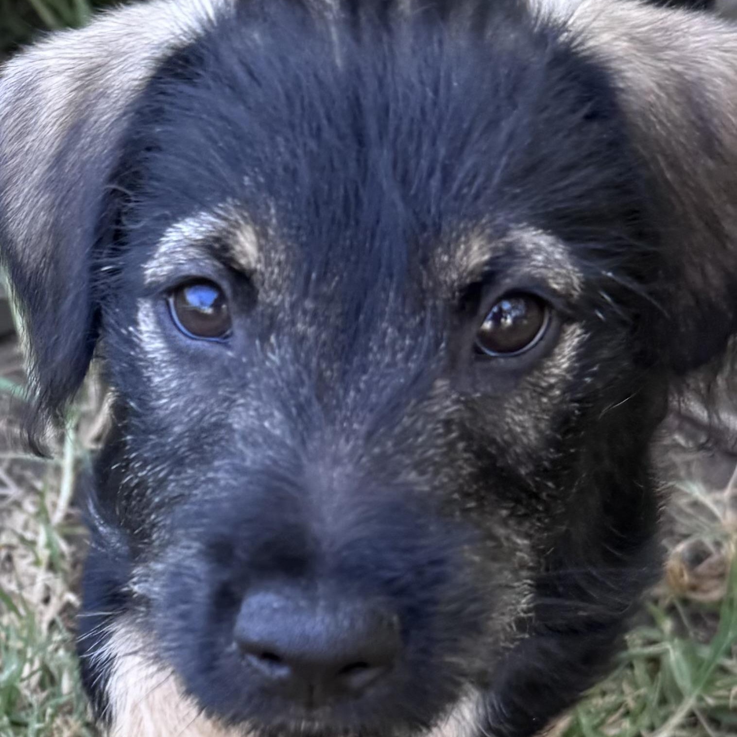 Ruben (R litter), an adopted mixed breed in San Diego, CA image 4/5