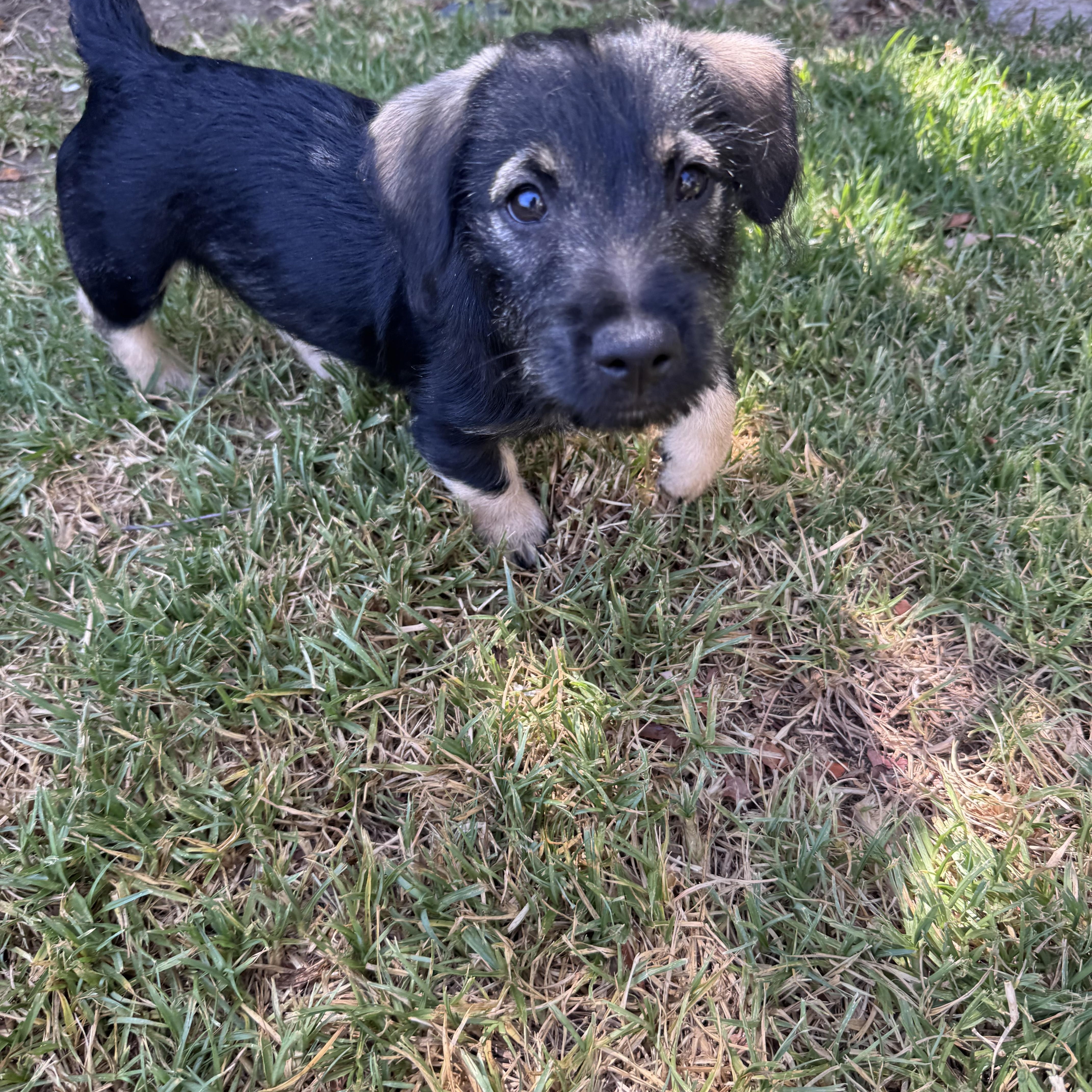 Ruben (R litter), an adopted mixed breed in San Diego, CA image 3/5