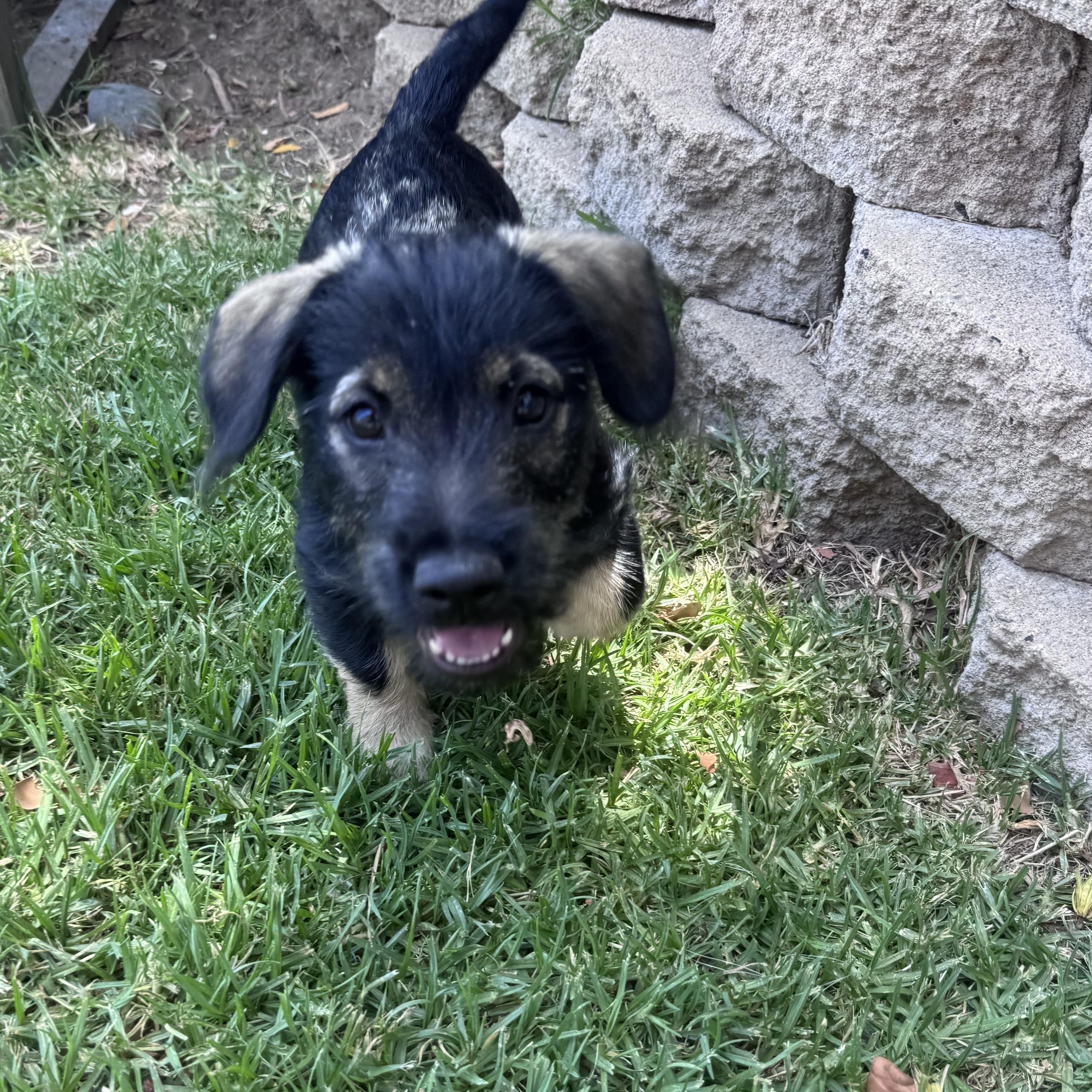 Ruben (R litter), an adopted mixed breed in San Diego, CA image 5/5