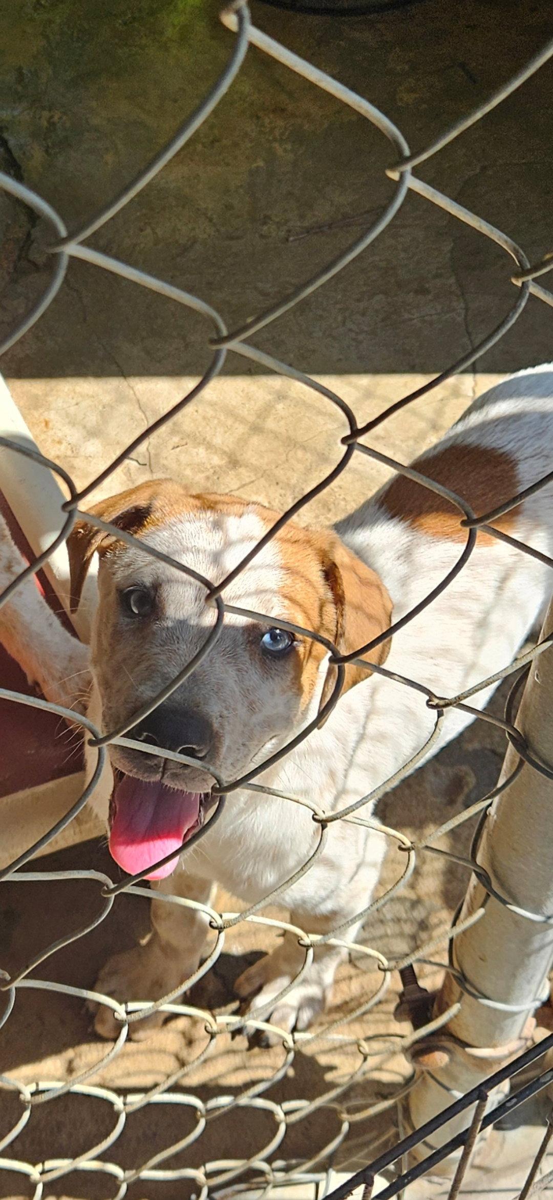 Enlarge Frank, a Adoptable mixed breed in Brooksville, FL image 2/3