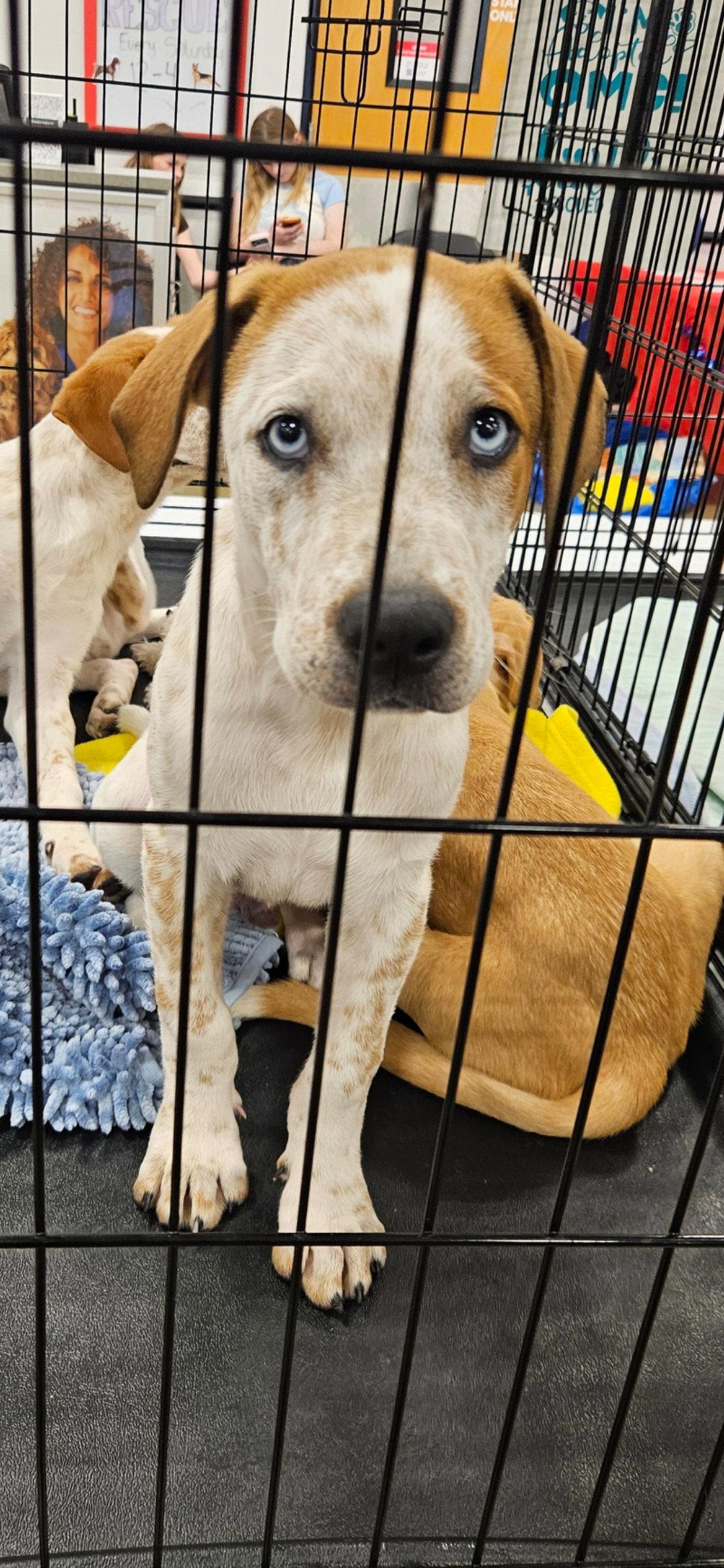 Enlarge Frank, a Adoptable mixed breed in Brooksville, FL image 3/3