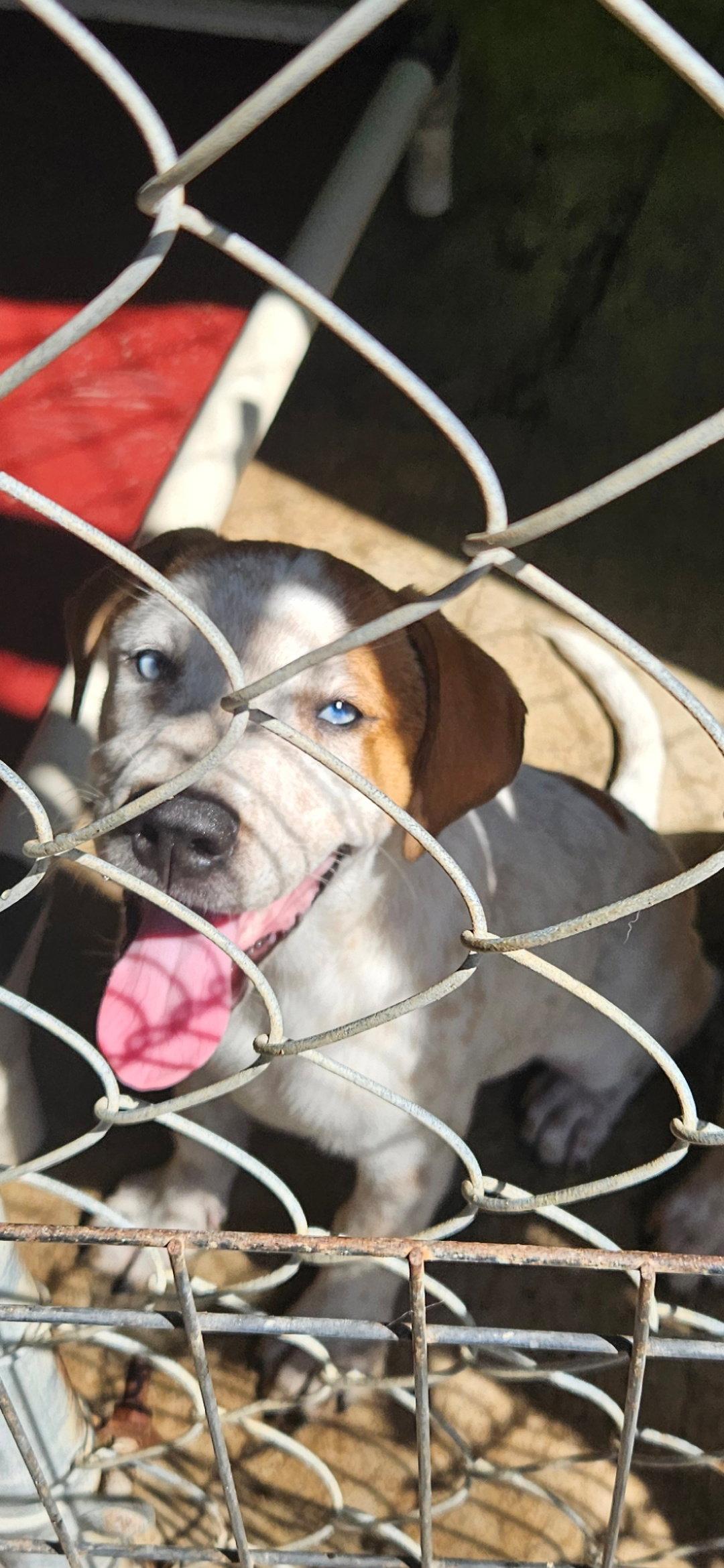 Holly's group, Adoptable, Puppy Male Catahoula Leopard Dog & Labrador Retriever.