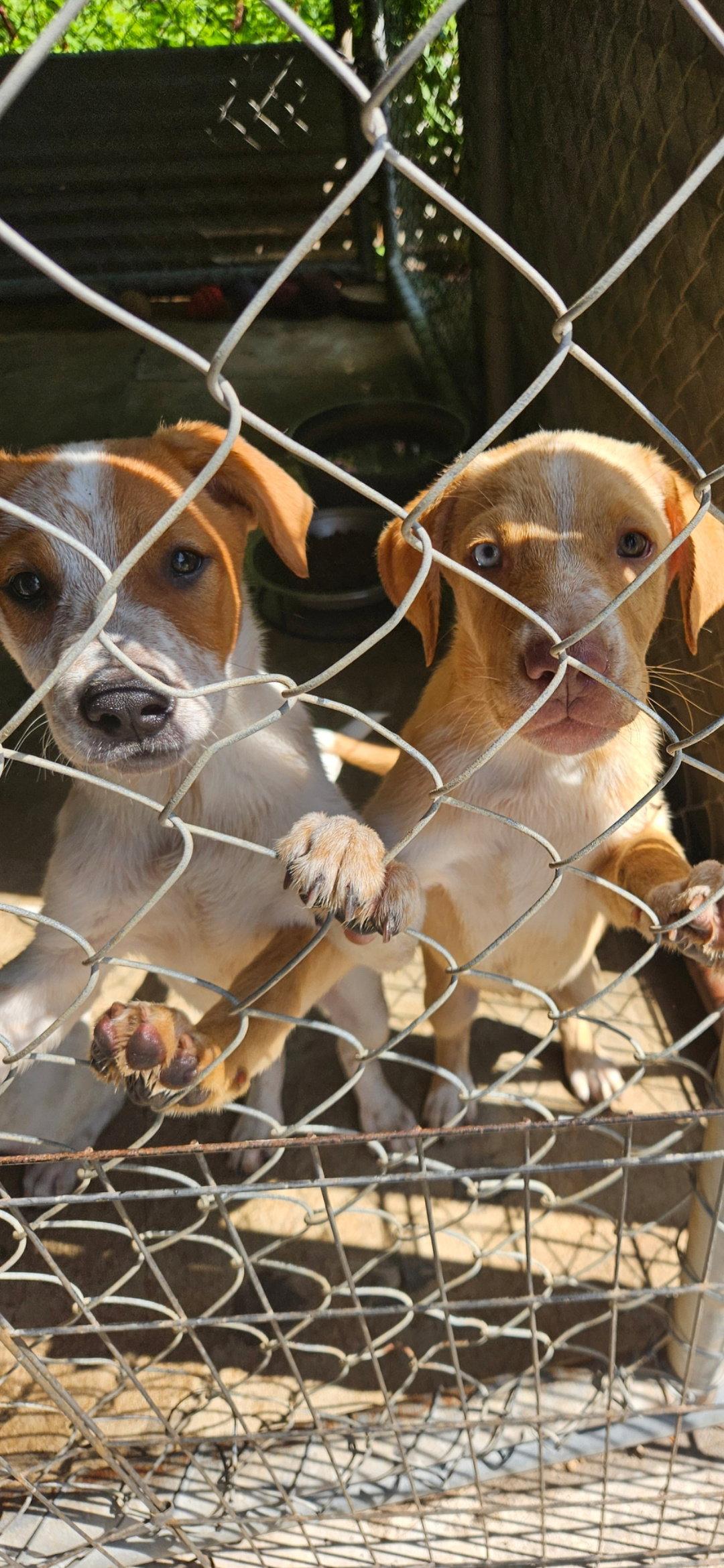 Holly's group, a Adoptable mixed breed in Brooksville, FL image 2/3