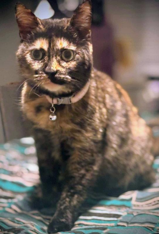 Enlarge Cleo, a Adoptable Dilute Tortoiseshell in Knoxville, TN image 1/3