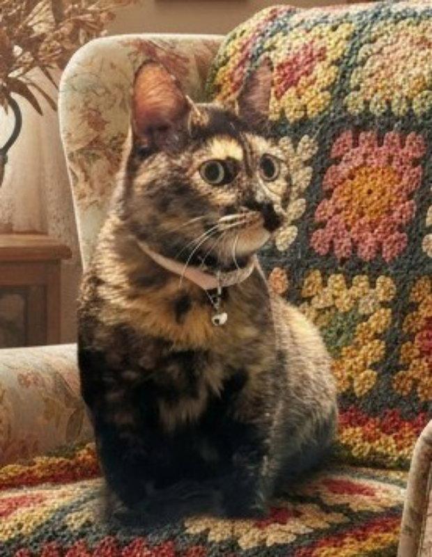 Cleo, a Adoptable Dilute Tortoiseshell in Knoxville, TN image 1/3