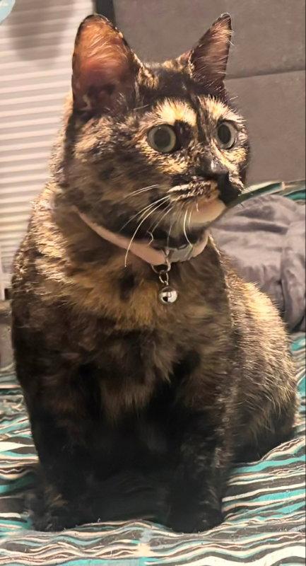 Enlarge Cleo, a Adoptable Dilute Tortoiseshell in Knoxville, TN image 2/3