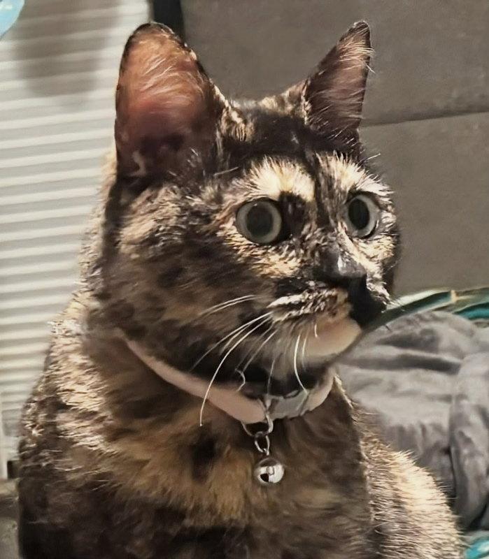 Enlarge Cleo, a Adoptable Dilute Tortoiseshell in Knoxville, TN image 3/3