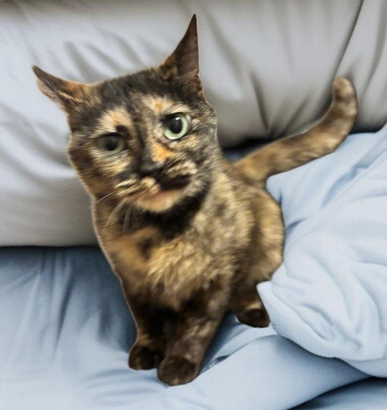 Cleo, Adoptable, Young Female Dilute Tortoiseshell.
