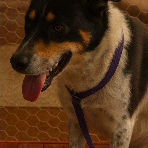 Preston, Adoptable, Adult Male Alaskan Malamute & Mixed Breed.