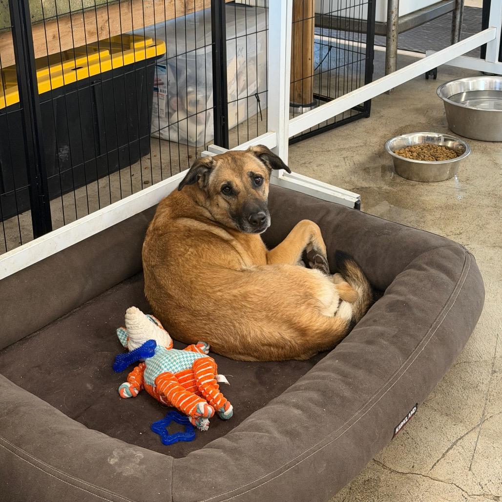 Enlarge Sunny (Sunflower), a Adoptable mixed breed in Spanish Fork, UT image 3/6