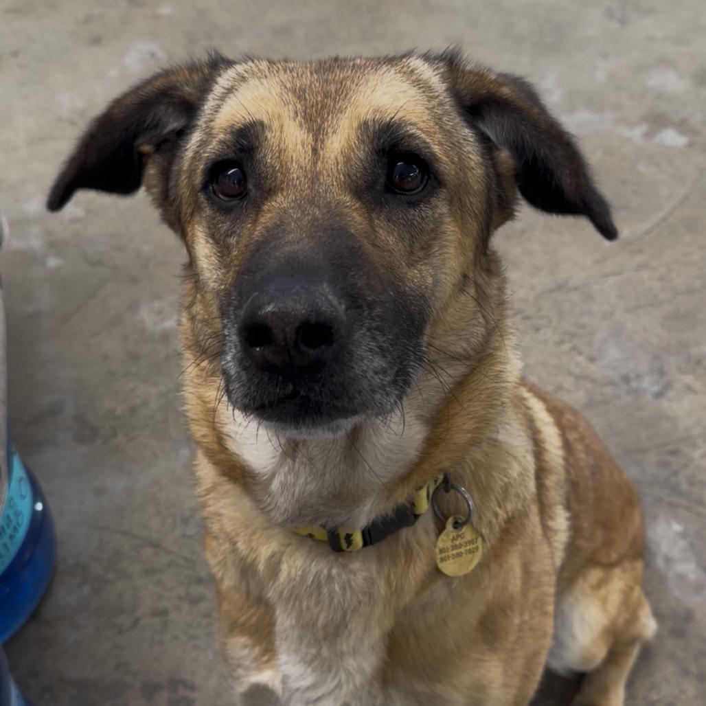 Enlarge Sunny (Sunflower), a Adoptable mixed breed in Spanish Fork, UT image 6/6