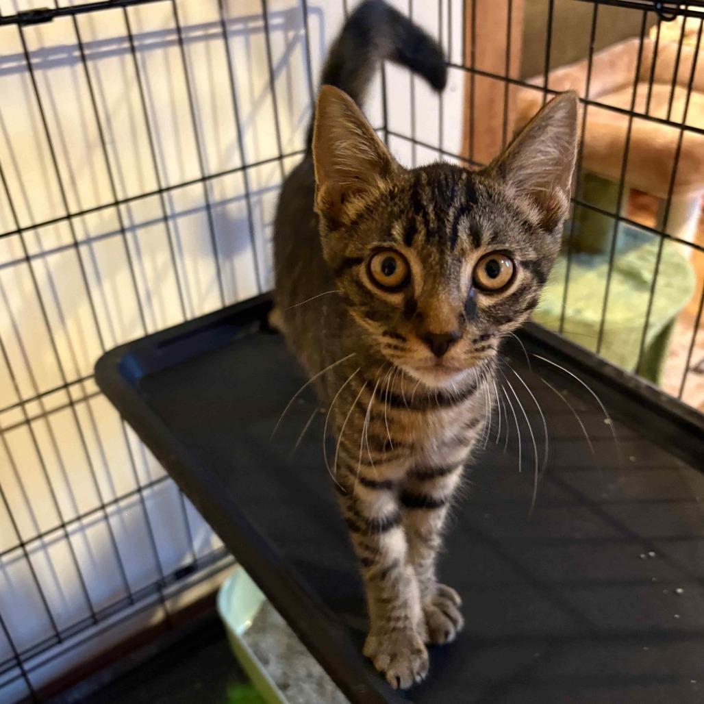 Ralphie, Adoptable, Kitten Male Domestic Short Hair.