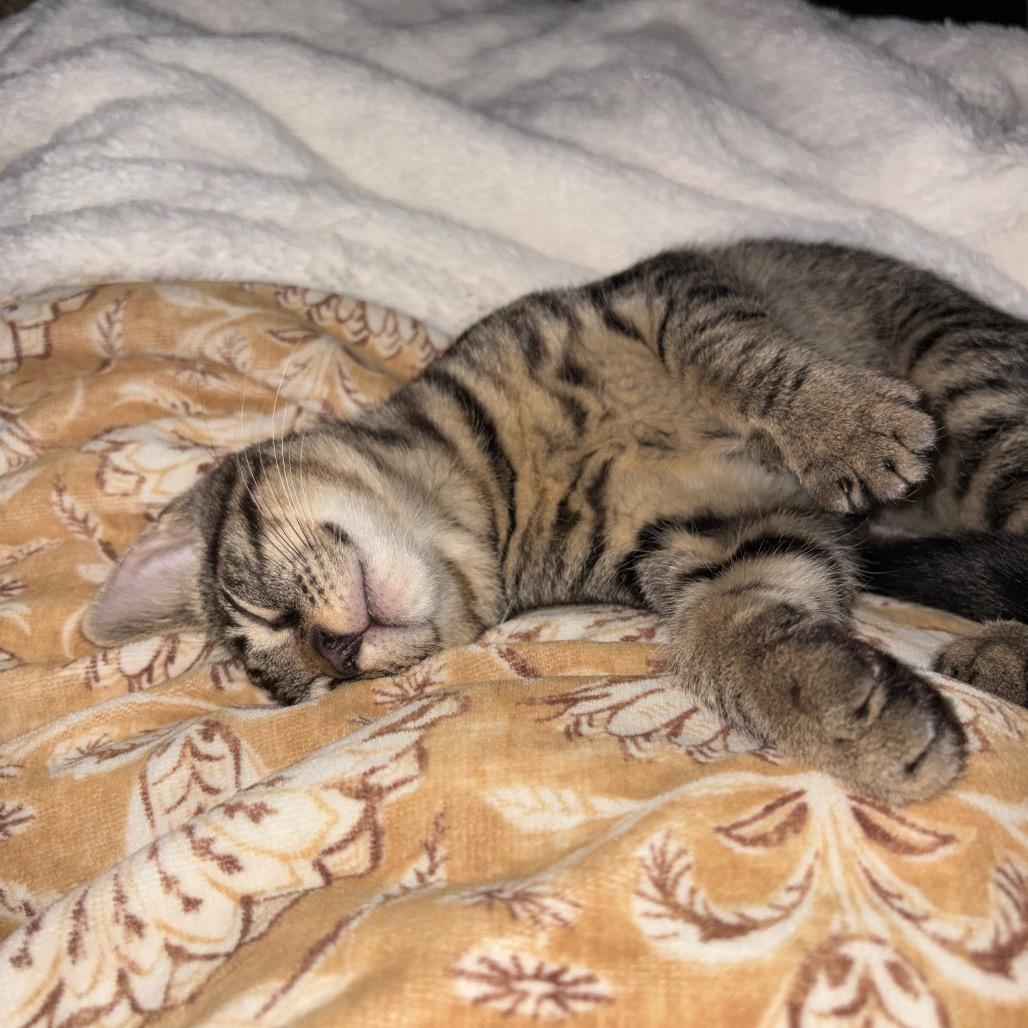 Ralphie, a Adoptable Domestic Short Hair in Fulton, MO image 2/4