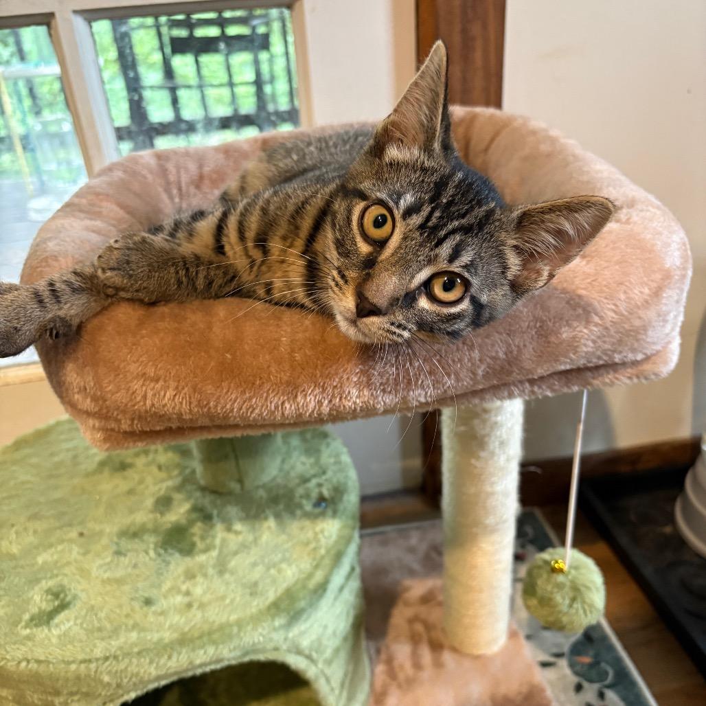 Ralphie, a Adoptable Domestic Short Hair in Fulton, MO image 3/4