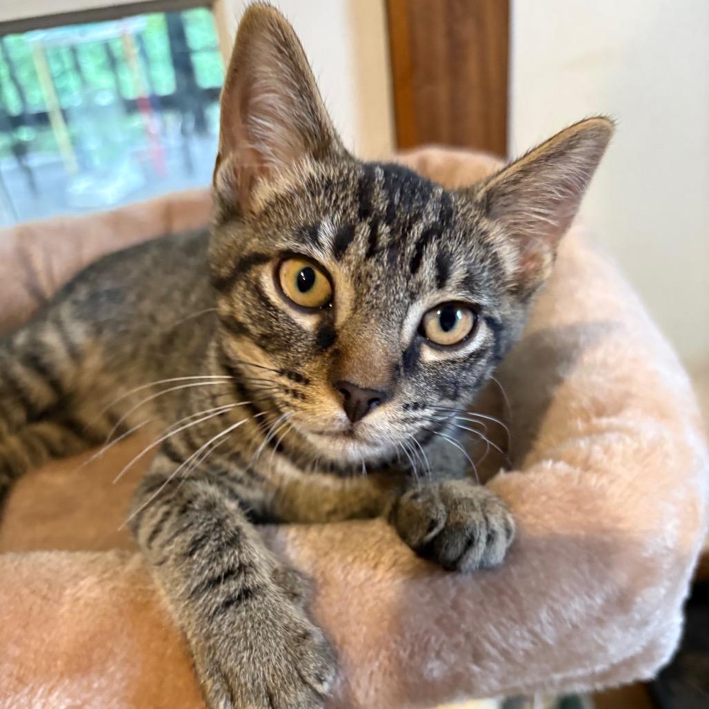 Ralphie, a Adoptable Domestic Short Hair in Fulton, MO image 4/4