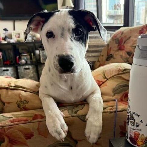 Jesper Bratt, Adoptable, Young Female Hound & Mixed Breed.