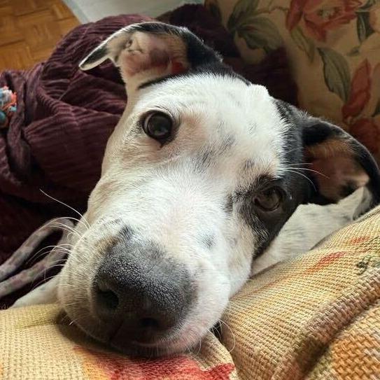 Enlarge Jesper Bratt, a Adoptable mixed breed in Jersey City, NJ image 2/6