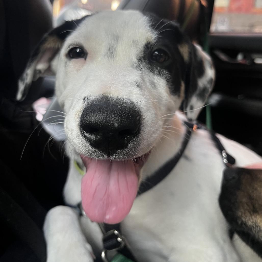 Enlarge Jesper Bratt, a Adoptable mixed breed in Jersey City, NJ image 4/6