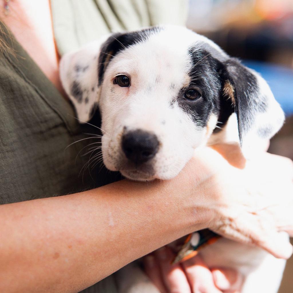 Enlarge Jesper Bratt, a Adoptable mixed breed in Jersey City, NJ image 6/6