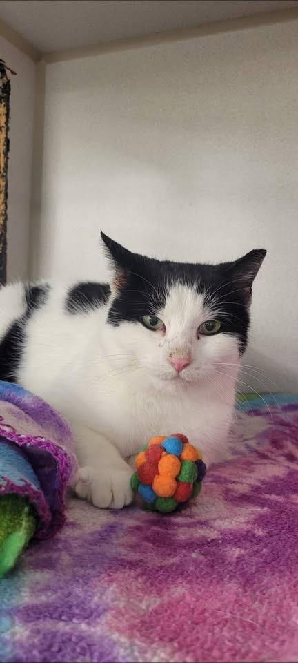 Enlarge Olivia, a Adoptable Domestic Short Hair in Independence, OH image 1/3