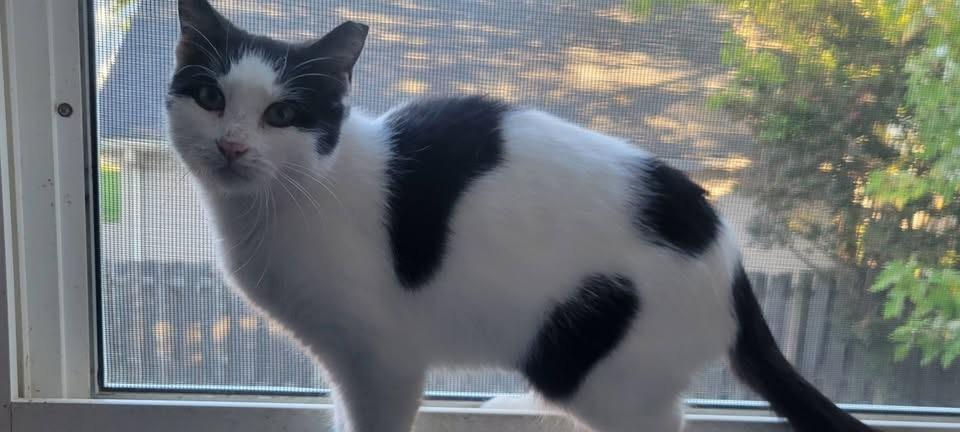 Enlarge Olivia, a Adoptable Domestic Short Hair in Independence, OH image 3/3