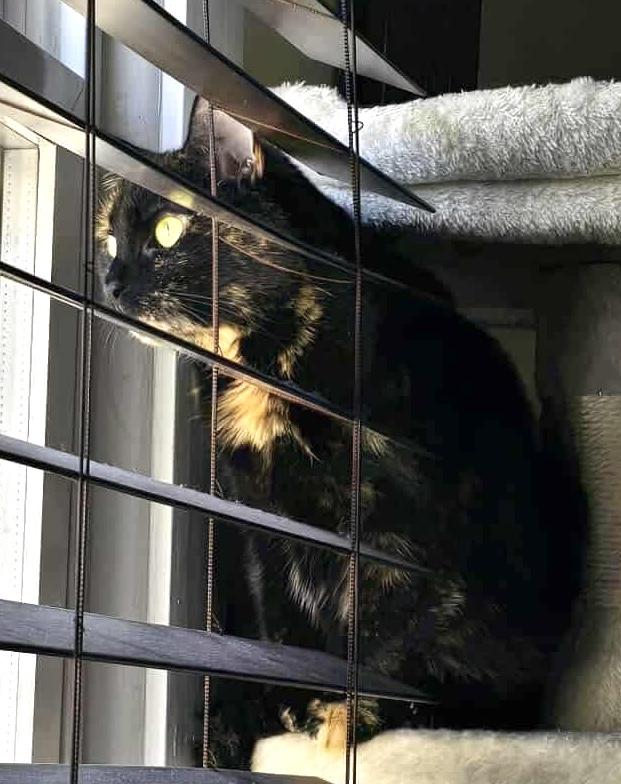 Enlarge Charlotte , a ADOPTABLE Tortoiseshell in Bayonne, NJ image 2/5