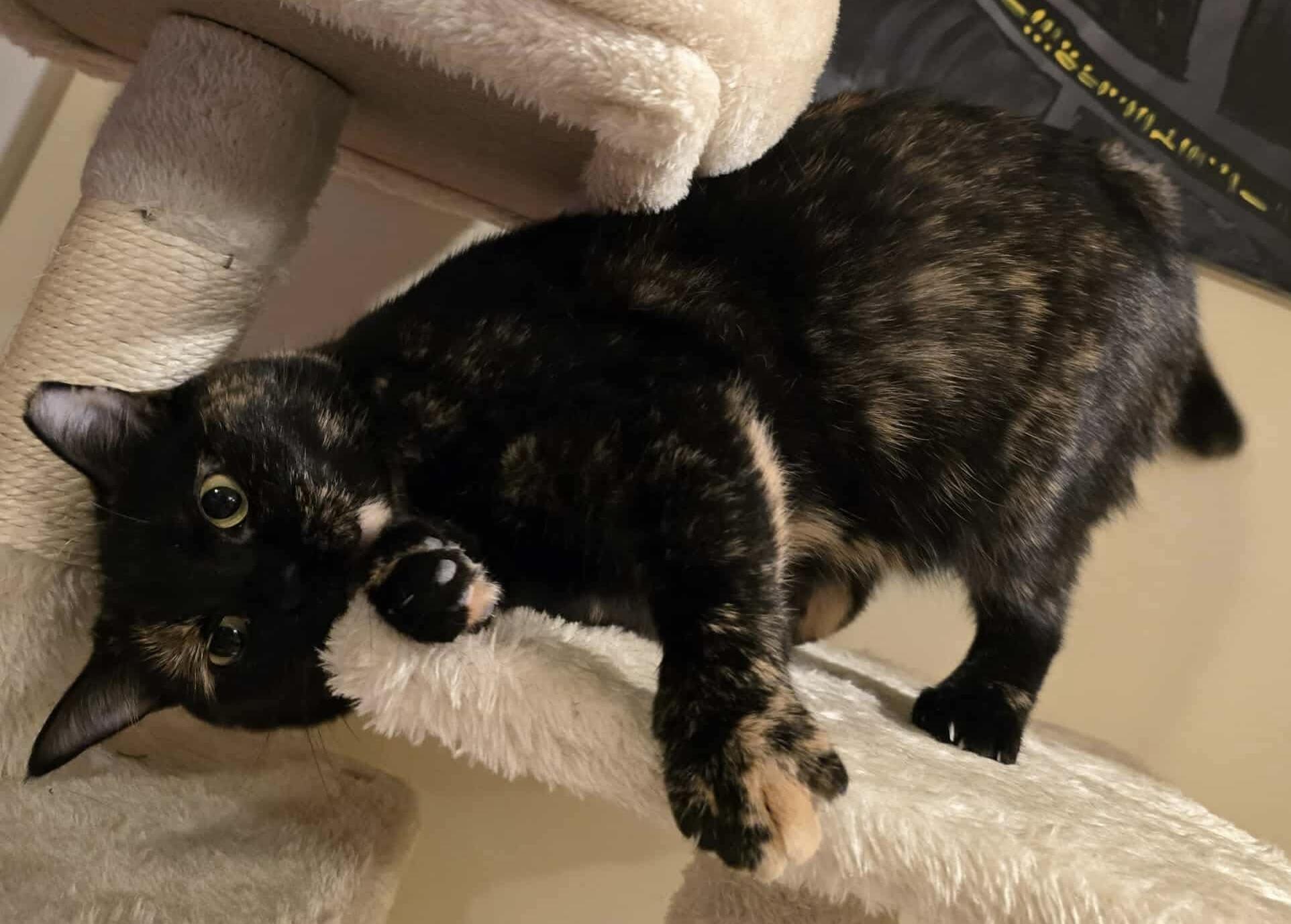 Enlarge Charlotte , a ADOPTABLE Tortoiseshell in Bayonne, NJ image 4/5