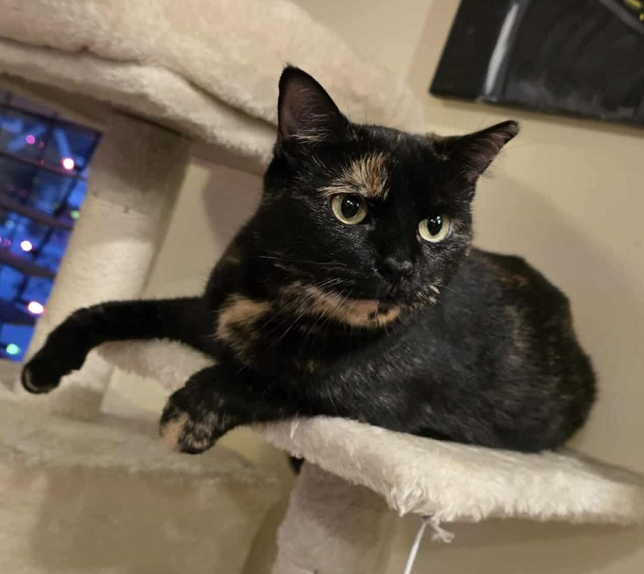 Charlotte , ADOPTABLE, Adult Female Tortoiseshell.