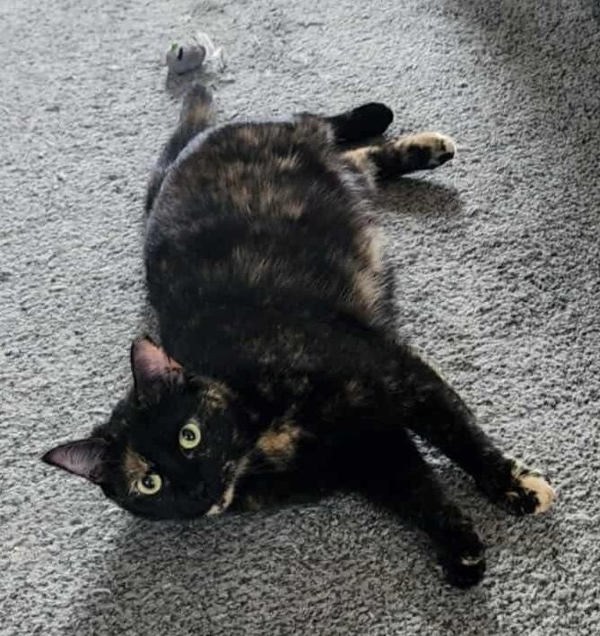 Enlarge Charlotte , a ADOPTABLE Tortoiseshell in Bayonne, NJ image 3/5