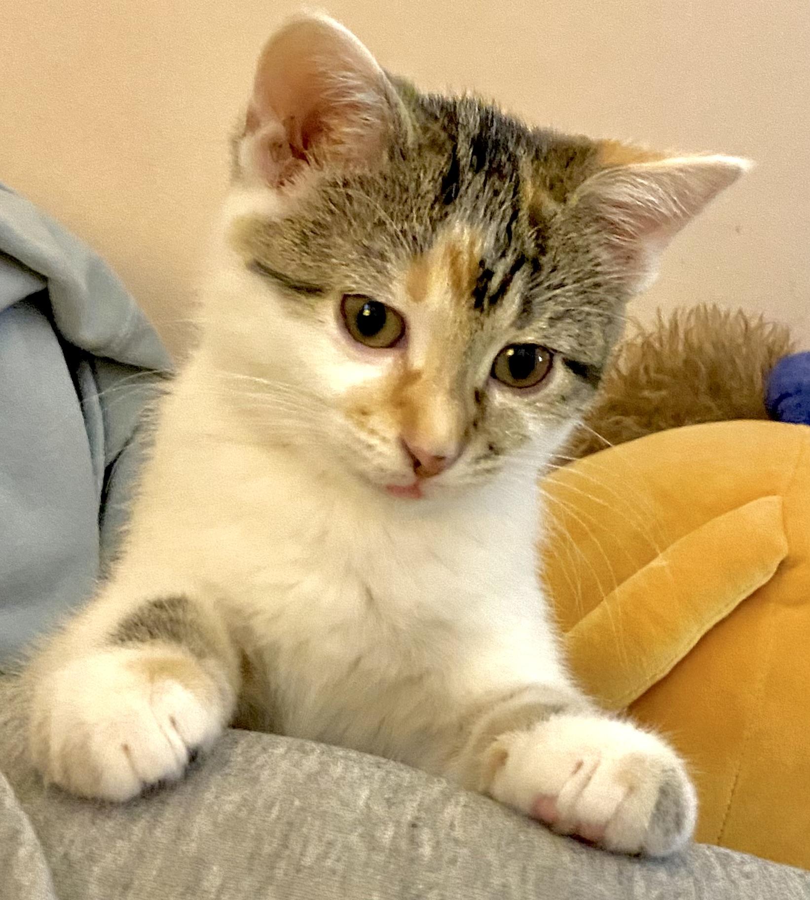 Margot, adoptable, Kitten Female Calico.