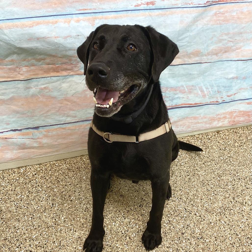 Max, Adoptable, Senior Male Black Labrador Retriever.