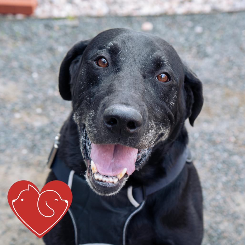Max, a Adoptable Black Labrador Retriever in Cheyenne, WY image 4/4