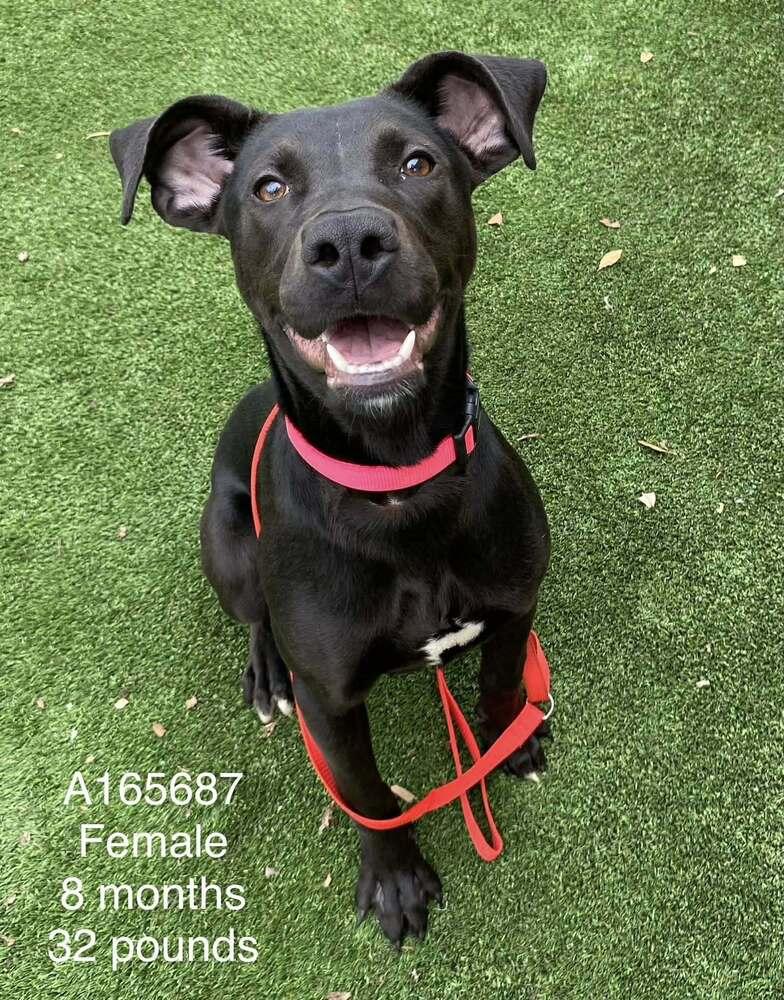 Enlarge Cheyenne, a Adoptable mixed breed in Calgary, AB image 1/1