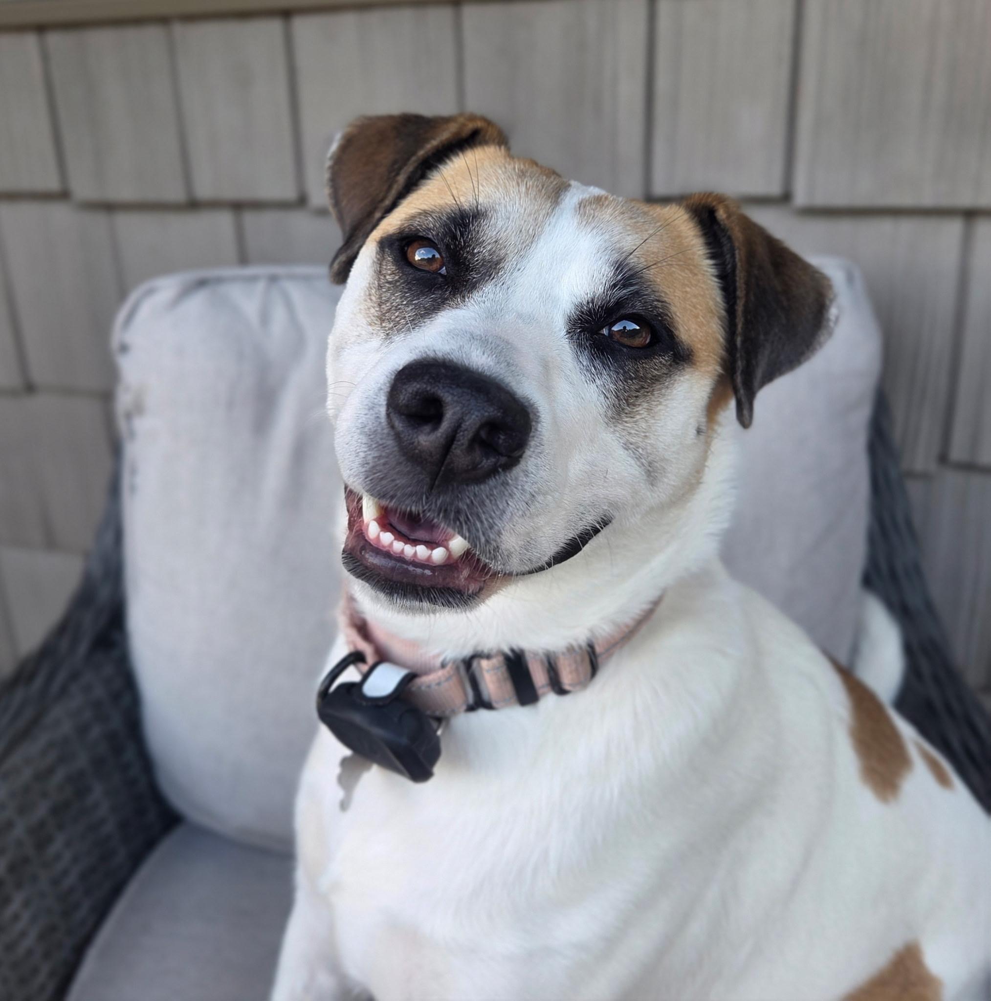Enlarge Sarah , a ADOPTABLE mixed breed in Tenafly, NJ image 1/6