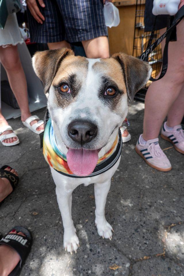 Sarah , ADOPTABLE, Young Female Shepherd & Hound.
