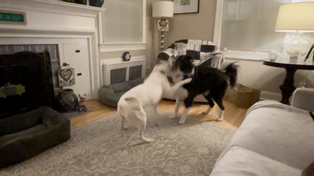 Enlarge Sarah , a ADOPTABLE mixed breed in Tenafly, NJ video 3/6