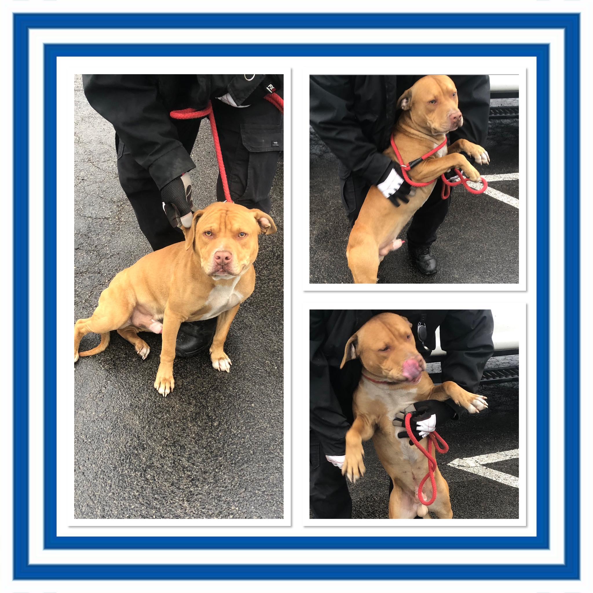 Enlarge KILO, a ADOPTABLE mixed breed in Buckhannon, WV image 1/1