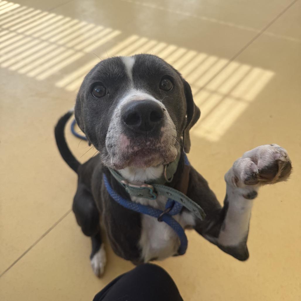 Penny — thumbnail 3