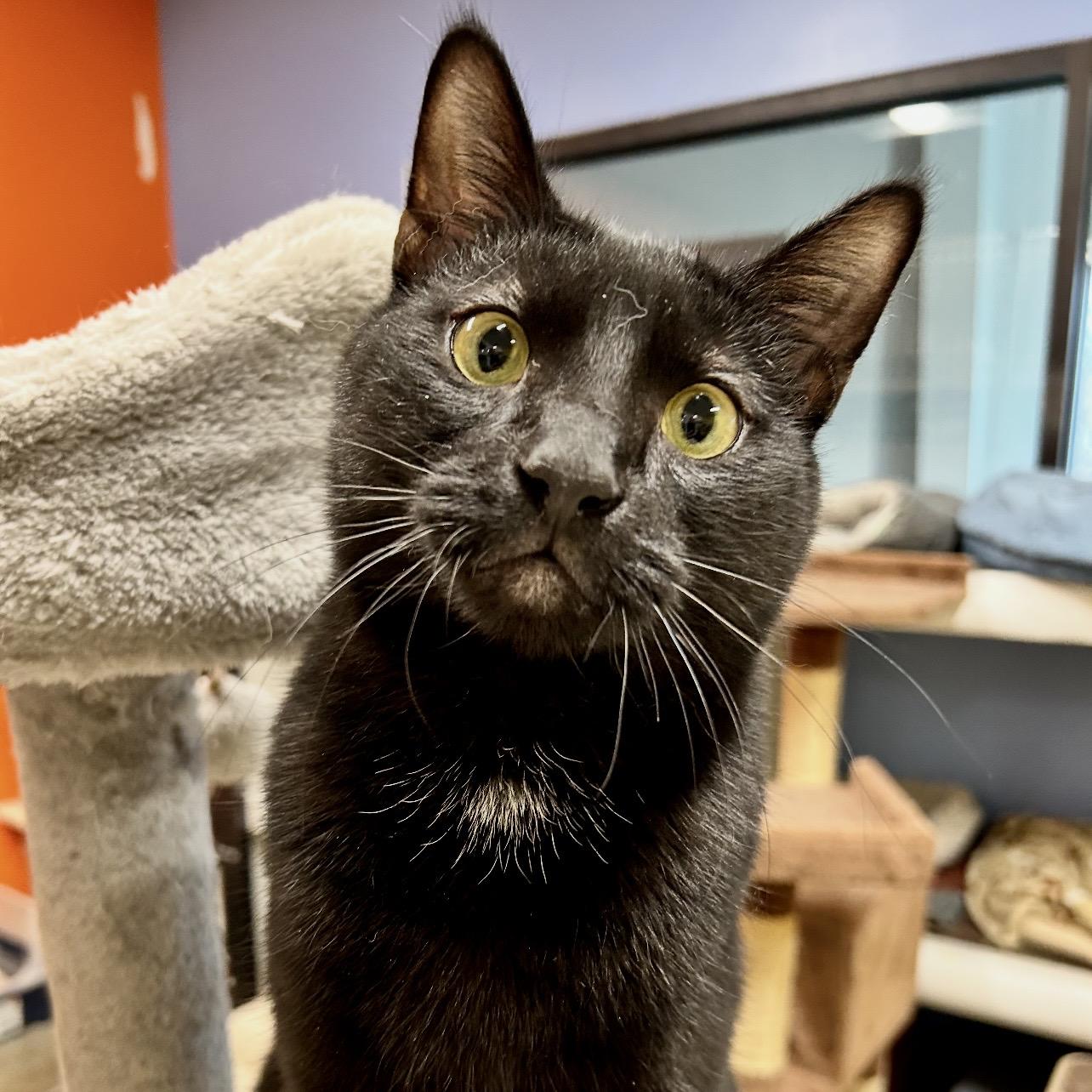 Gordon, Adoptable, Young Male Domestic Short Hair.