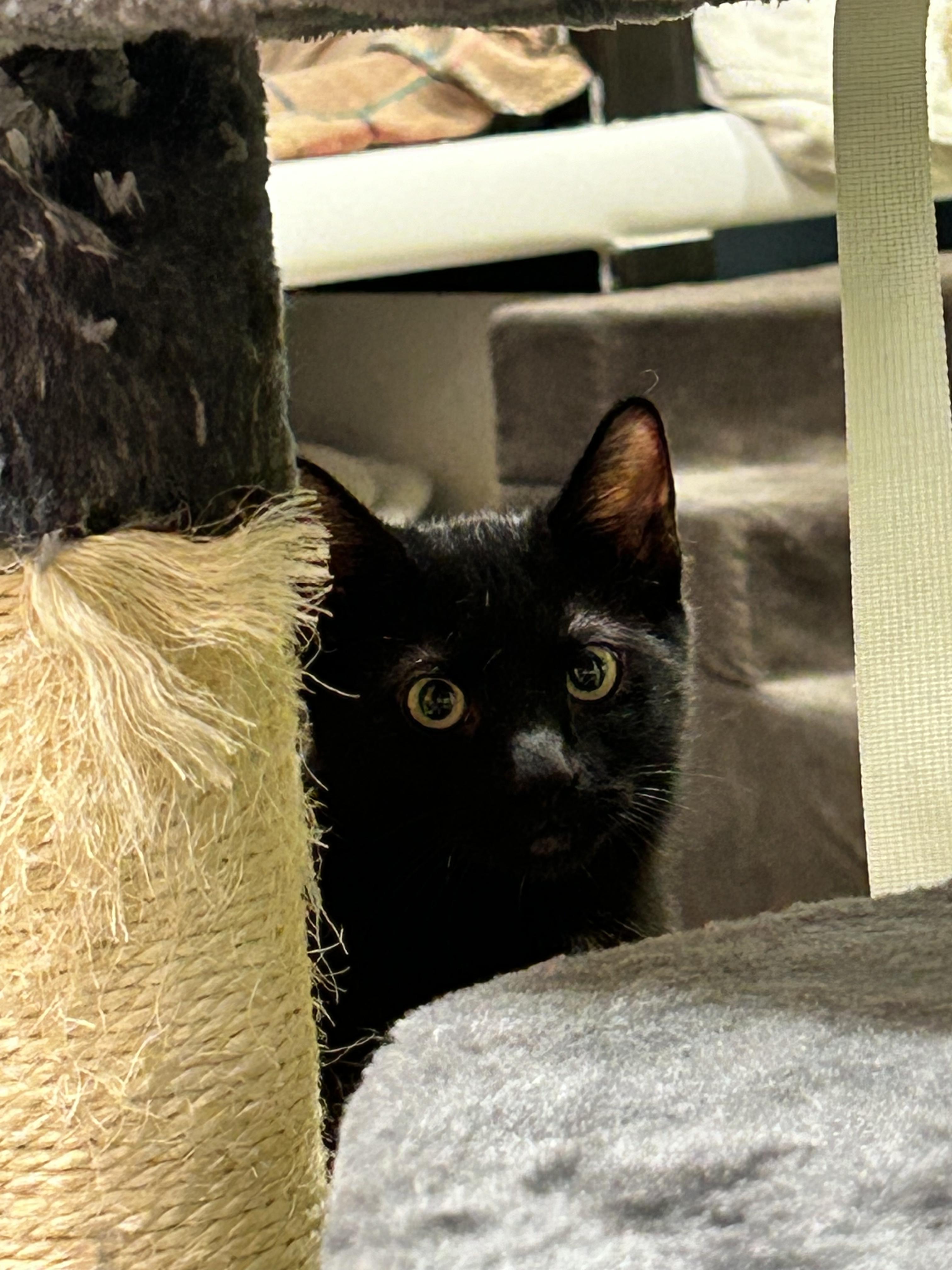 Gordon, a Adoptable Domestic Short Hair in Edgewood, MD image 1/4