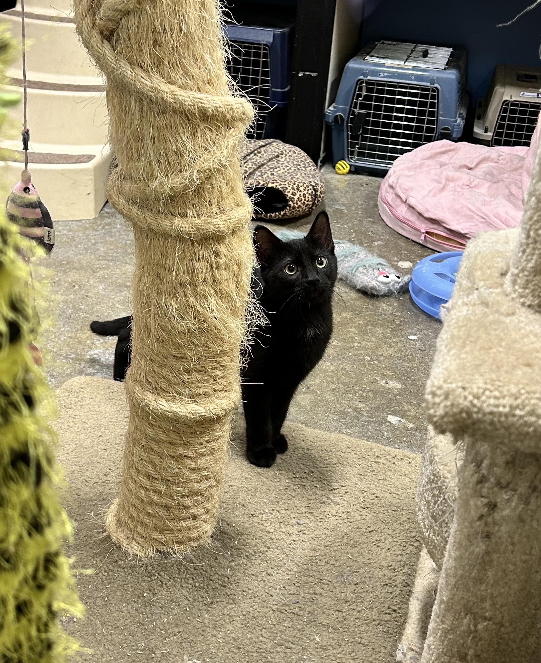 Gordon, Adoptable, Young Male Domestic Short Hair.